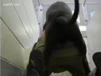 Beastiality Sex Video - Anal sex on the floor with a dog